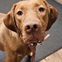 Nike - Vizsla