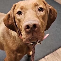 Nike - Vizsla