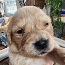 Miss Blue - Golden female Golden Retriever puppy in Phoenix, Maryland from Tamarind Goldens