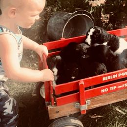 Goldendoodles from Piney Ridge Puppies