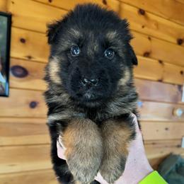 Ivan - Black and red male German Shepherd puppy in Garland, Maine from Vom Schön Traumhund