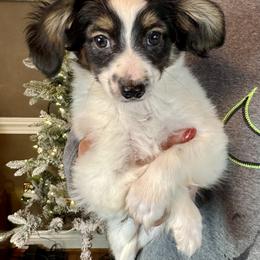 Gumdrop - White black and tan male Papillon puppy in Boardman, Ohio from Taliaferro Kennel