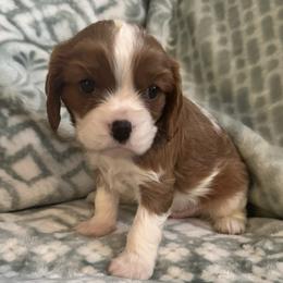 Rocky - Blenheim male Cavalier King Charles Spaniel puppy in Romney, West Virginia from The Cozy Cavaliers