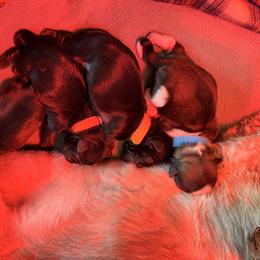 Bear - Black and white male Shih Tzu puppy in Bremerton, Washington from California Shih Tzu