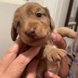 Daisy - Chocolate female Dachshund puppy in Mountain Home, Idaho from Desert Wind Dachshunds