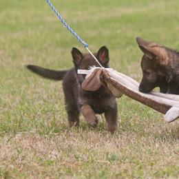 German Shepherd Puppies from Vom Anfang German Shepherds
