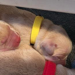 Daisy - Yellow female Labrador Retriever puppy in Rock Hill, South Carolina from North Star Retrievers
