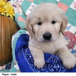 2nd pick of the boys from the Soda Pop Pups - Golden male Golden Retriever puppy in Fithian, Illinois from LOMAH Retrievers