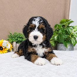 PepperJack - Tri-color male Bernedoodle puppy in Seymour, Missouri from D and D’s Dandy Doodles