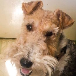 Wire Fox Terriers from Bluegrass Wyre