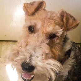 Wire Fox Terriers from Bluegrass Wyre