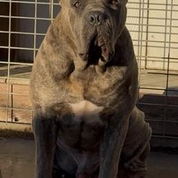 DK Major - Cane Corso