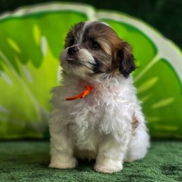 Poodles, Shichons, Shihpoos, and Shih Tzus from Oodles of Doodles