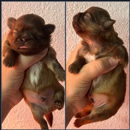 Rubble - Liver male Shih Tzu puppy in Valley Mills, Texas from Busch Pups