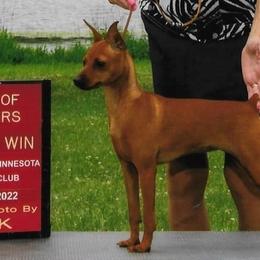 Prise - Miniature Pinscher