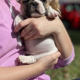 French Bulldog Puppies from Head Turner Kennels, LLC
