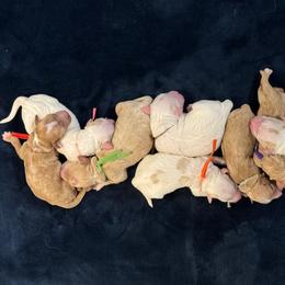 Luxe - Red  male Goldendoodle puppy in Rose Hill, North Carolina from Red Door Canines