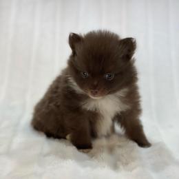 Truffle - Chocolate female Pomeranian puppy in Stuart, Virginia from Lil Aussie Posse
