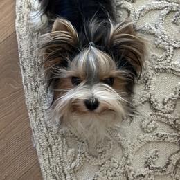 Nova - Biewer Terrier