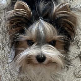 Nova - Biewer Terrier