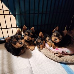 Yorkshire Terrier Puppies from Little Yorkie World Texas