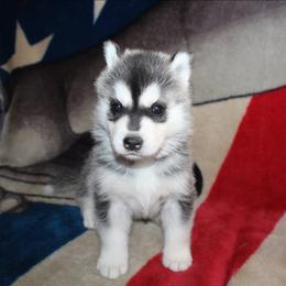 Seether - Black and white male Siberian Husky puppy in Le Sueur, Minnesota from Tevana Siberians LLC