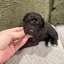 Autumn - Brown female Poodle puppy in Poplarville, Mississippi from Southern Belle Poodles