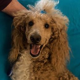 Texas - Poodle