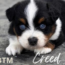 Creed - Black tri male Miniature American Shepherd puppy in Leitchfield, Kentucky from Legendmaker MAS