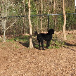 Poodle Puppies from Simply Standard Poodles