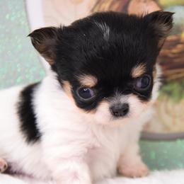Paul - Black and white male Chihuahua puppy in Clinton, Missouri from RockyTop Hearts