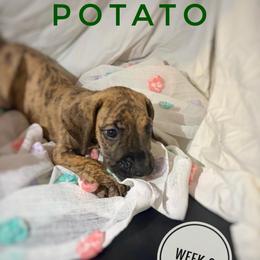 Potato - Brindle male Great Dane puppy in Columbus, Ohio from Von Schaaf Haus DuPree