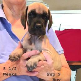 Great Dane Puppies from Drogheda Great Danes