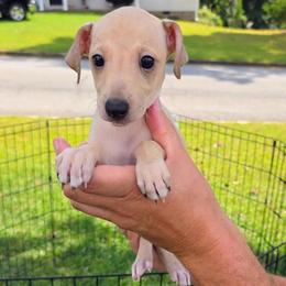 Twix - Fawn male Italian Greyhound puppy in Jacksonville, Alabama from Adornare Kennels