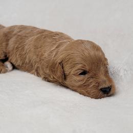 Goldendoodle Puppies from Lake Village Doodles