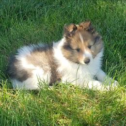 Florin - White and sable male Shetland Sheepdog puppy in Wiggins, Colorado from Enlia Shelties