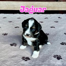 Jaguar - Tri-color female Bernedoodle puppy in Banner Elk, North Carolina from Walnut Tree Bernedoodles
