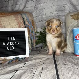 QUEEN - Red merle female Miniature Australian Shepherd puppy in Peoria, Arizona from B My Sunshines Mini Aussies