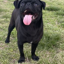 Frank - Pug