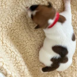 Red collar girl - Tri-color female Jack Russell Terrier puppy in Berthoud, Colorado from Shelby Burleson's Golden Retrievers and Jack Russell Terriers