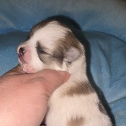 Boy 1 - Blue sable male Pomeranian puppy in Meherrin, Virginia from Traveling Poms