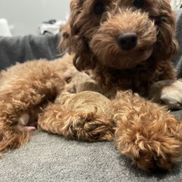 Reya Rose Hensley - Goldendoodle