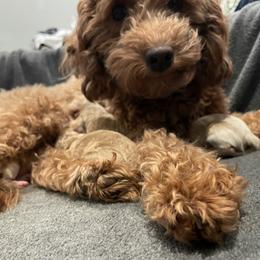 Reya Rose Hensley - Goldendoodle
