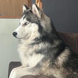 Gunner - Siberian Husky