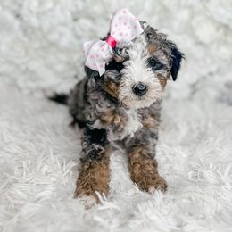 Bernedoodle, Cockapoo, and Goldendoodle Puppies from Danie’s Darling Doodles LLC