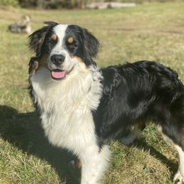 ReecE  - Australian Shepherd