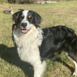 ReecE  - Australian Shepherd