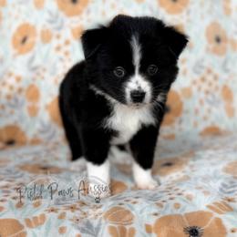Loki - Black & white male Toy Australian Shepherd puppy in Liberty Hill, Texas from Pistol Paws Aussies