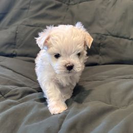 Maltese Puppies from Hops-a-Lot Maltese Ranch