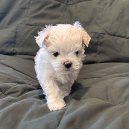 Maltese Puppies from Hops-a-Lot Maltese Ranch